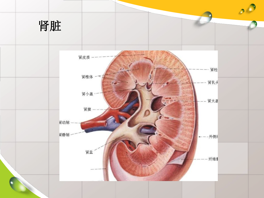 系膜增生性肾小球肾炎IGA肾病课件.ppt_第2页