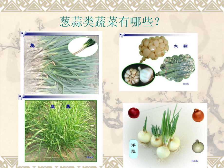 第九章葱蒜类蔬菜生产技术课件.ppt_第2页