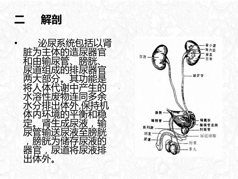 经皮肾镜碎石术讲课课件.pptx_第2页