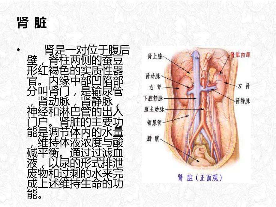 经皮肾镜碎石术讲课课件.pptx_第3页