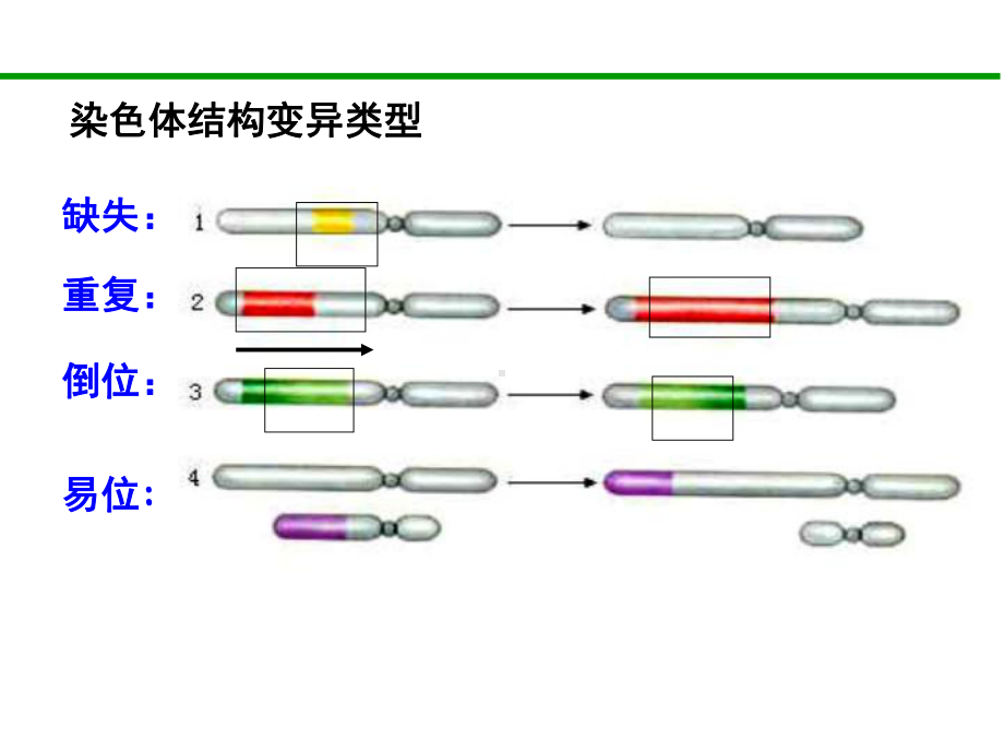 第节-染色体变异剖析课件.ppt_第3页