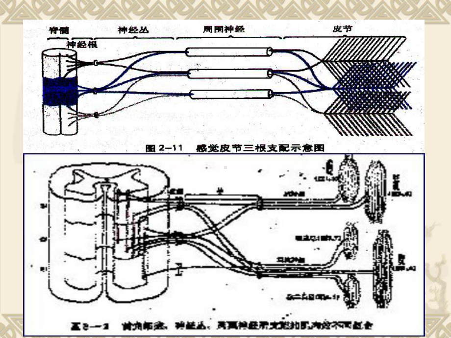 神经系统损害的定位诊断课件(同名62).ppt_第1页