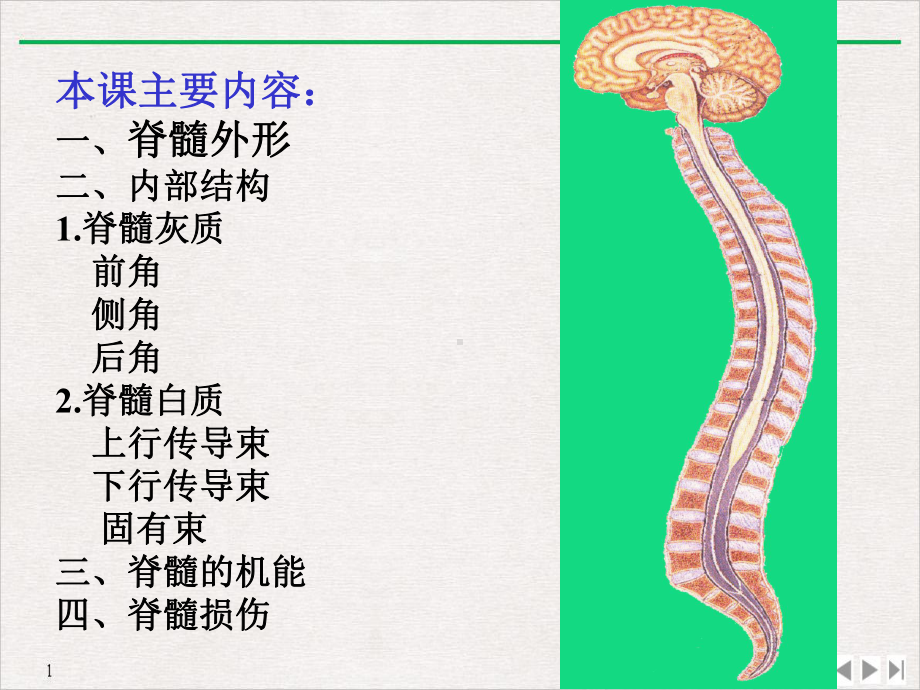 脊髓脊神经课件.ppt_第3页