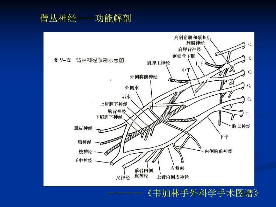 臂丛神经损伤的诊断-课件.ppt_第2页