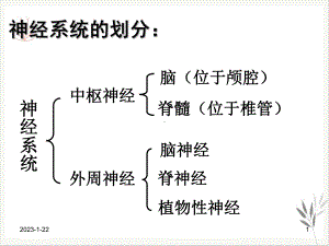 神经系统解剖和生理课件整理.pptx