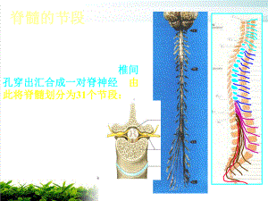 神经系统脊髓课件.pptx