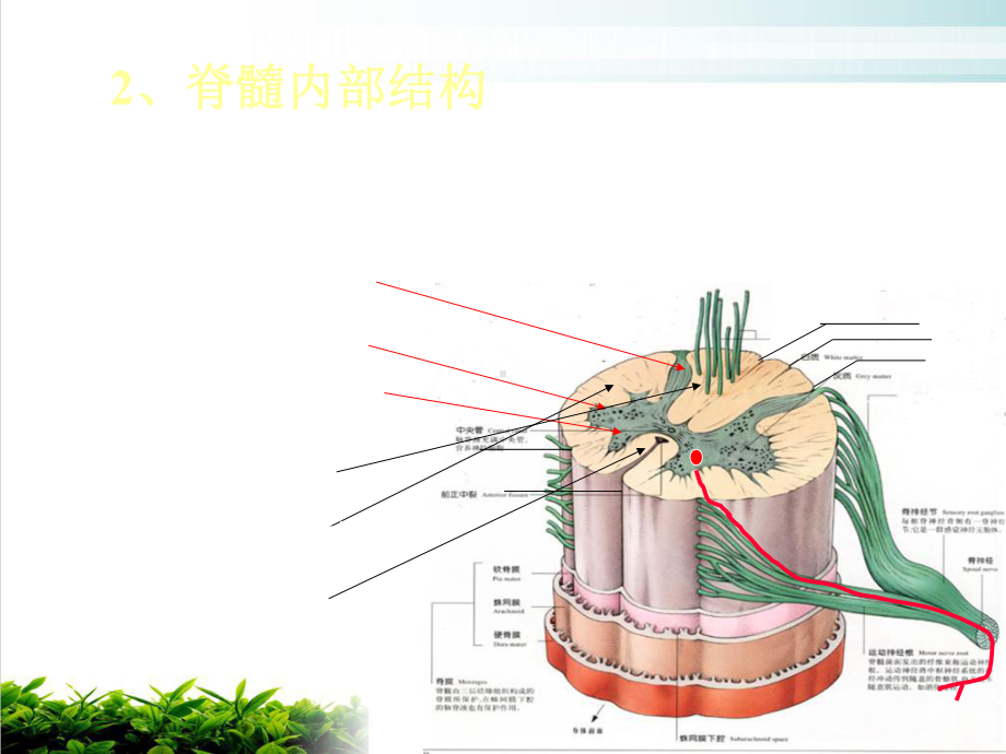 神经系统脊髓课件.pptx_第2页