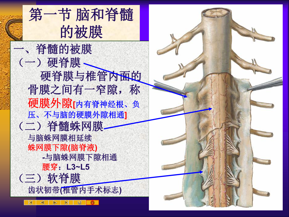 脊髓和脑的被膜课件.ppt_第2页