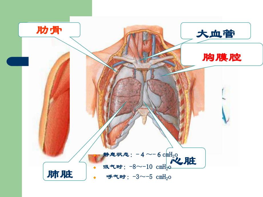 胸部损伤救护课件.ppt_第2页