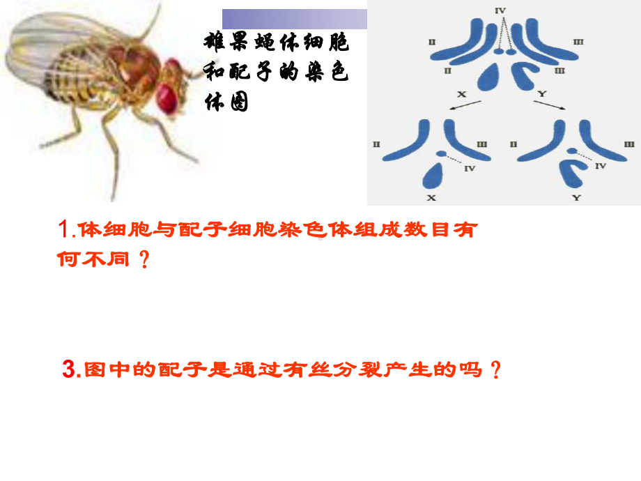 苏教版高中生物必修二-细胞的减数分裂-课件.ppt_第2页