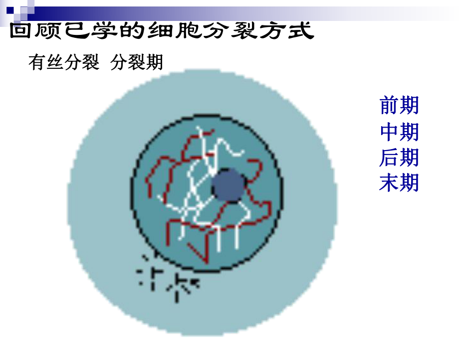 苏教版高中生物必修二-细胞的减数分裂-课件.ppt_第3页