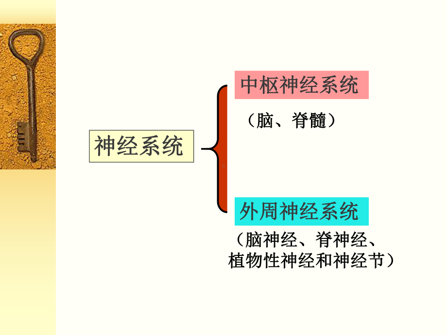 神经系统生化课件.ppt_第3页