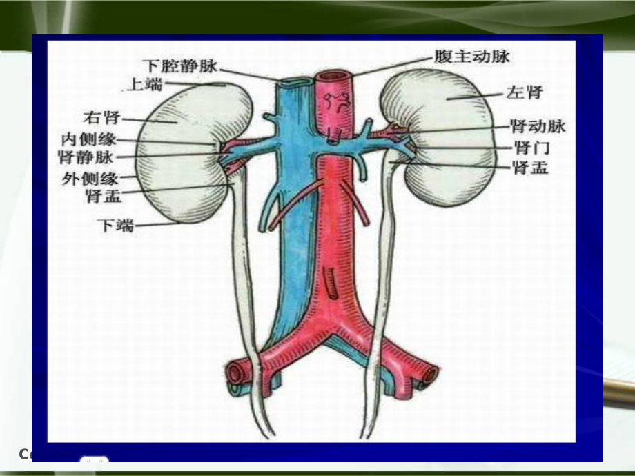 肾切除护理查房资料课件.ppt_第3页