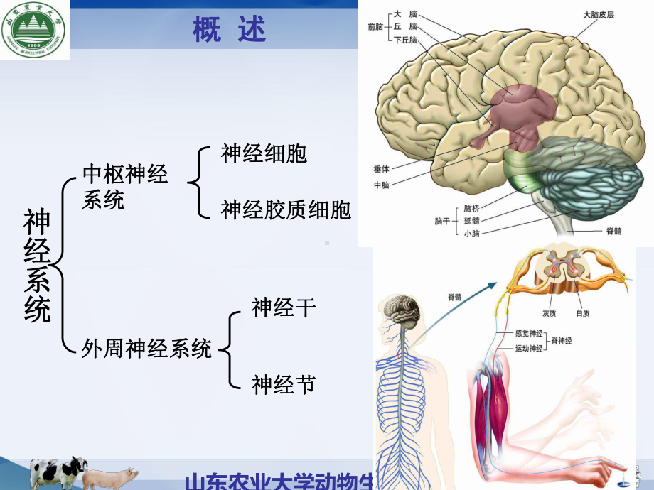 第十一章-神经系统课件.ppt_第3页