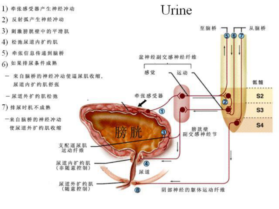 神经源性膀胱指南学习课件完整版.pptx_第2页
