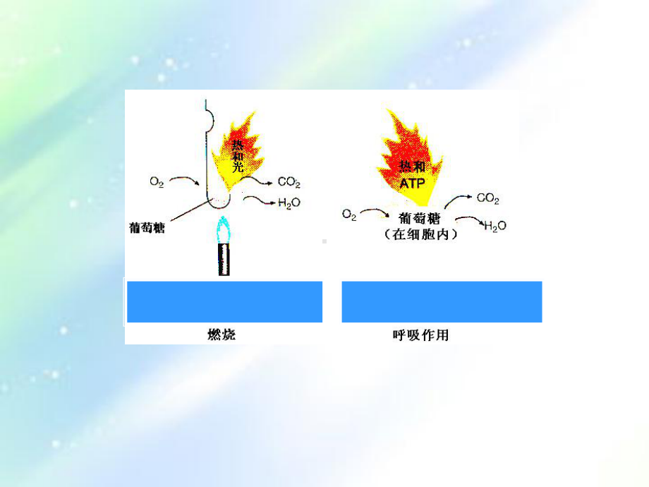 细胞呼吸的过程和意义课件.ppt_第2页