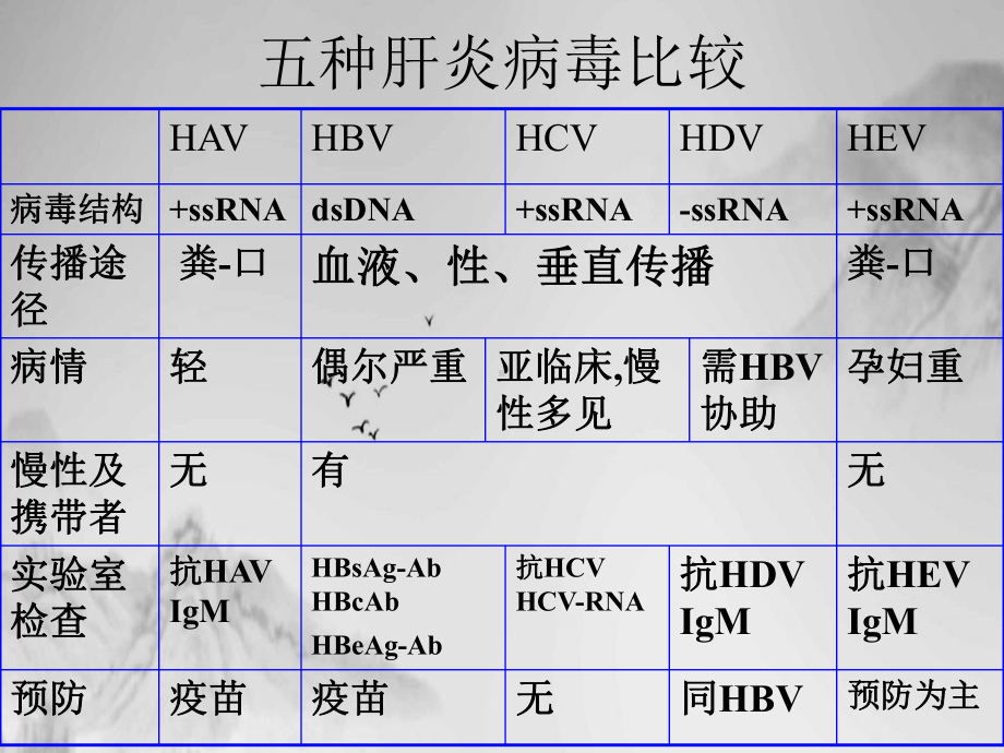 肝炎病毒简介讲课课件.ppt_第3页