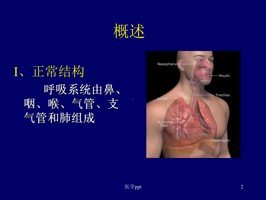 病理学呼吸系统精美课件附大量.ppt_第2页