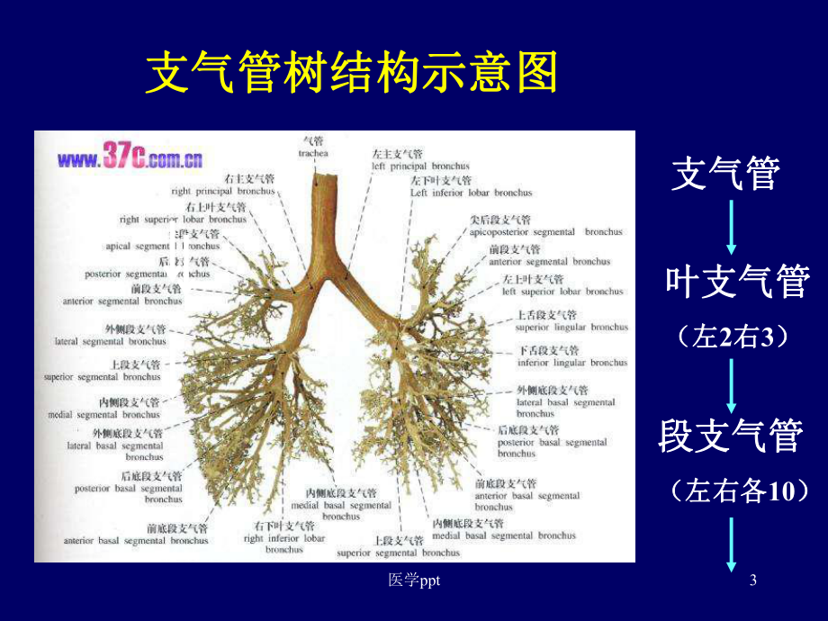 病理学呼吸系统精美课件附大量.ppt_第3页