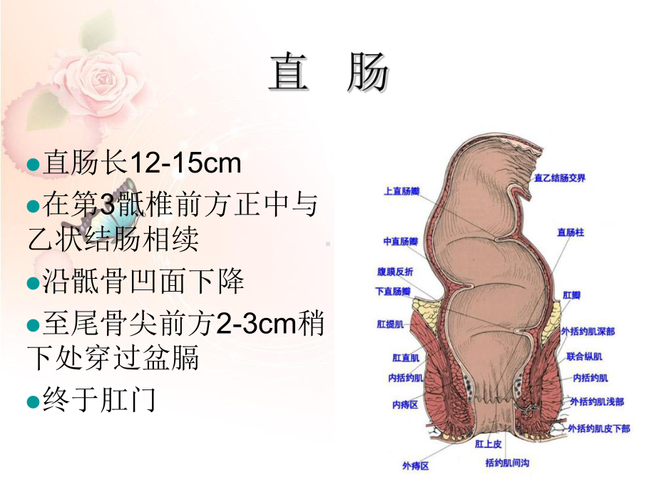 直肠及肛管超声诊断课件.ppt_第2页