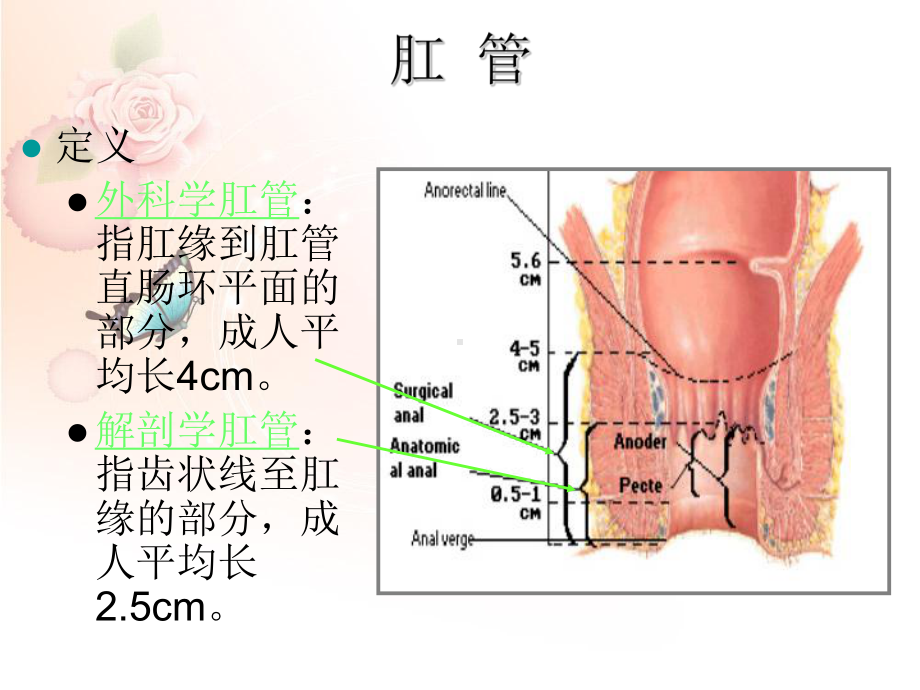 直肠及肛管超声诊断课件.ppt_第3页