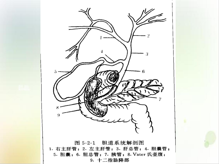 胆系影像诊断参考课件.ppt_第3页