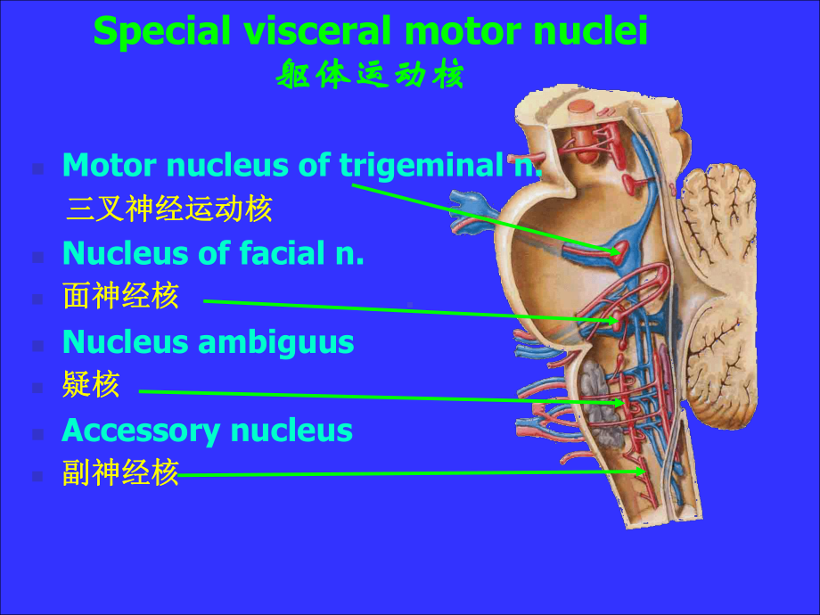 神经系统脑神经课件整理.pptx_第3页