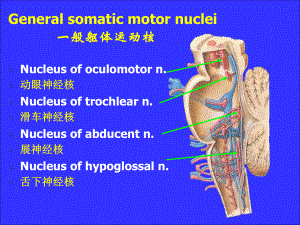 神经系统脑神经课件整理.pptx