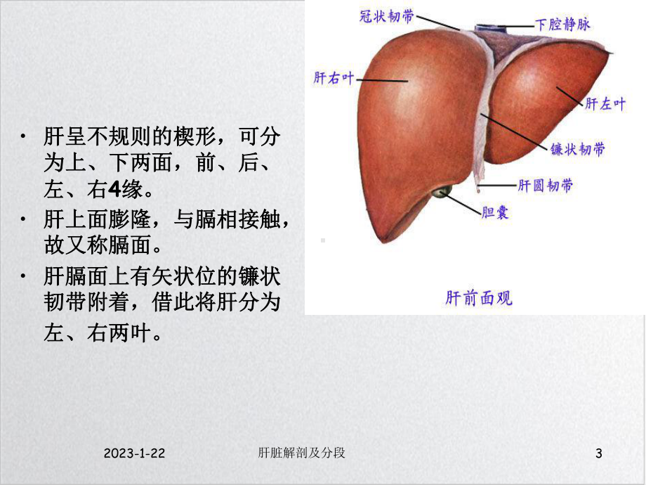 肝脏的解剖及分段讲课课件.ppt_第3页