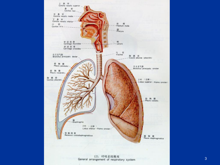 病理学第七章呼吸系统疾病课件2.ppt_第3页