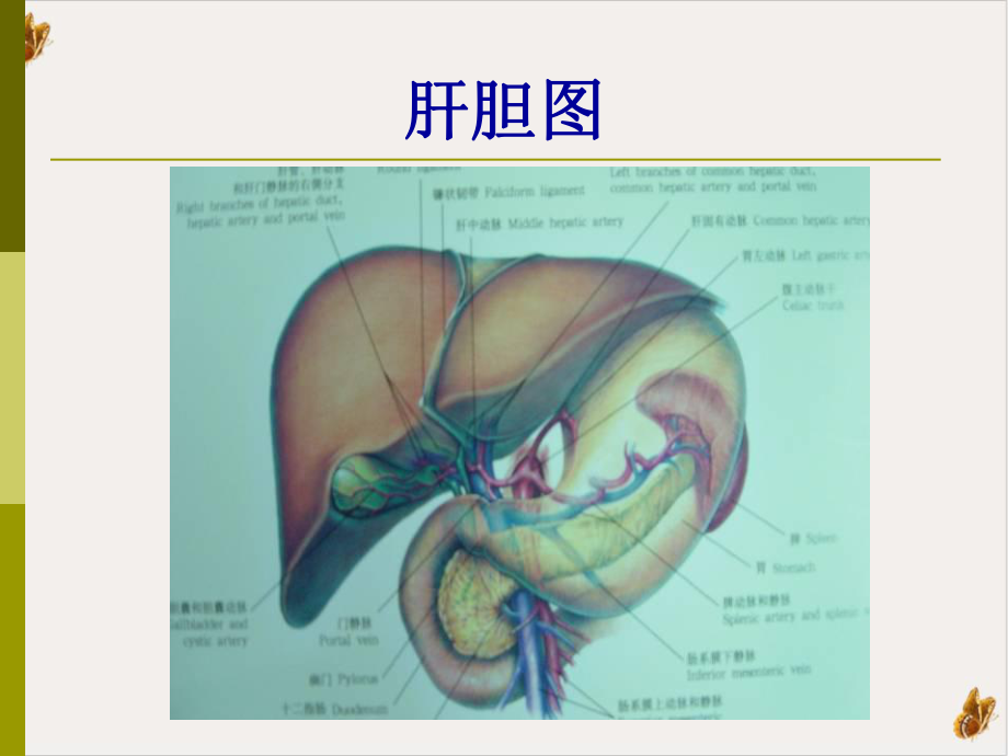 胆囊结石成因和治疗进展教材课件.pptx_第2页