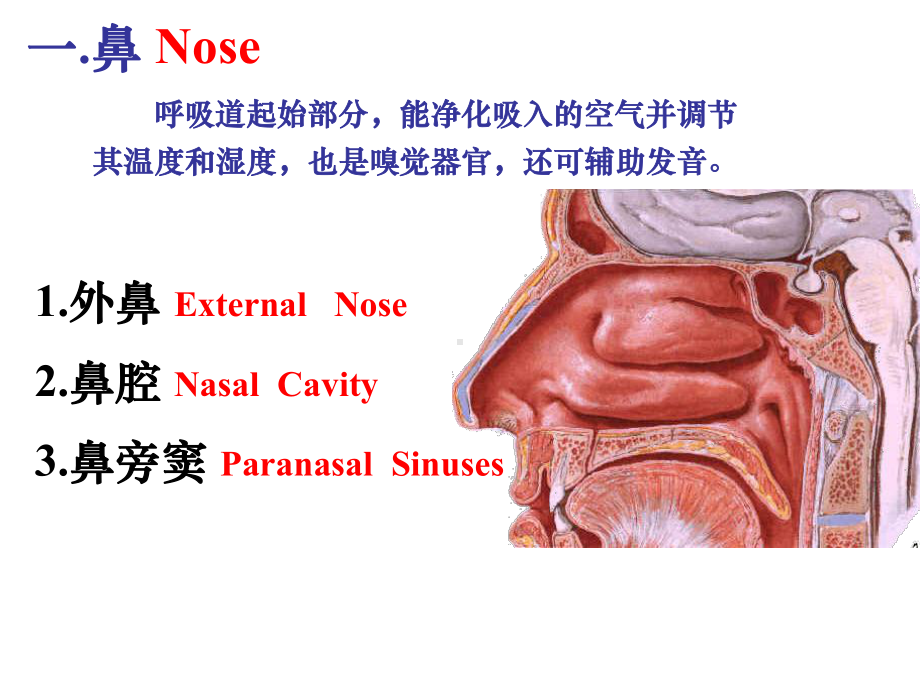 系统解剖学呼吸系统课件.pptx_第3页