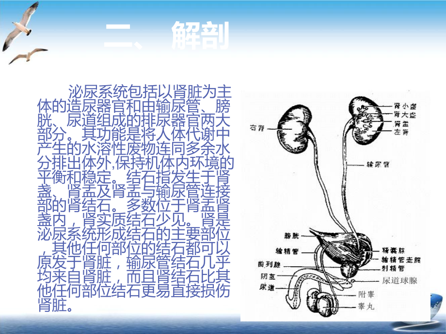 经皮肾镜手术讲解课件(模板).pptx_第3页