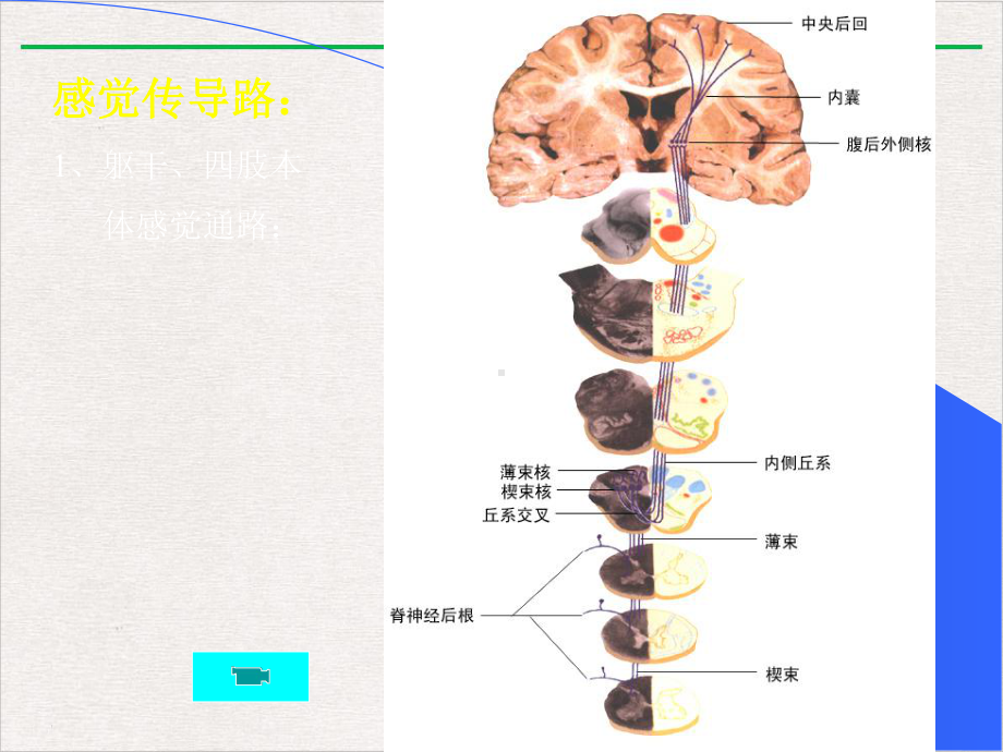 神经系统的传导通路人体解剖学系统解剖学课件完整版.pptx_第1页