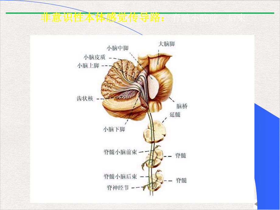 神经系统的传导通路人体解剖学系统解剖学课件完整版.pptx_第2页