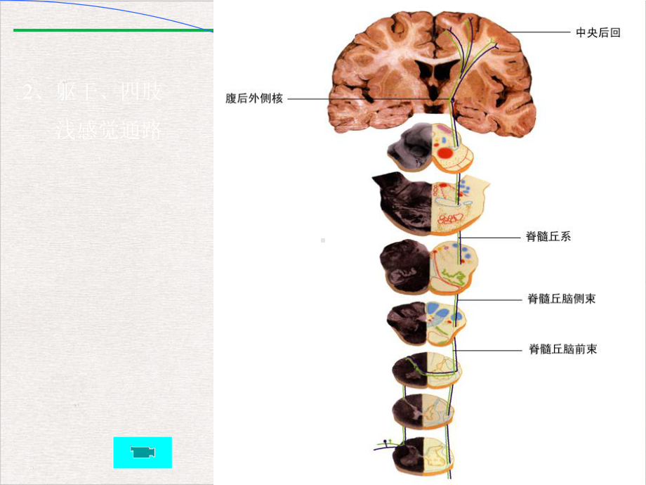 神经系统的传导通路人体解剖学系统解剖学课件完整版.pptx_第3页