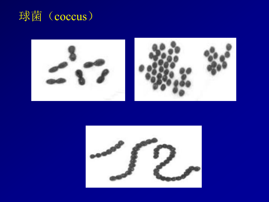 细菌形态与结构医学微生物学教学课件.ppt_第3页