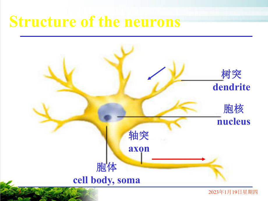 神经系总论脊髓脊脑神经概述课件.pptx_第3页