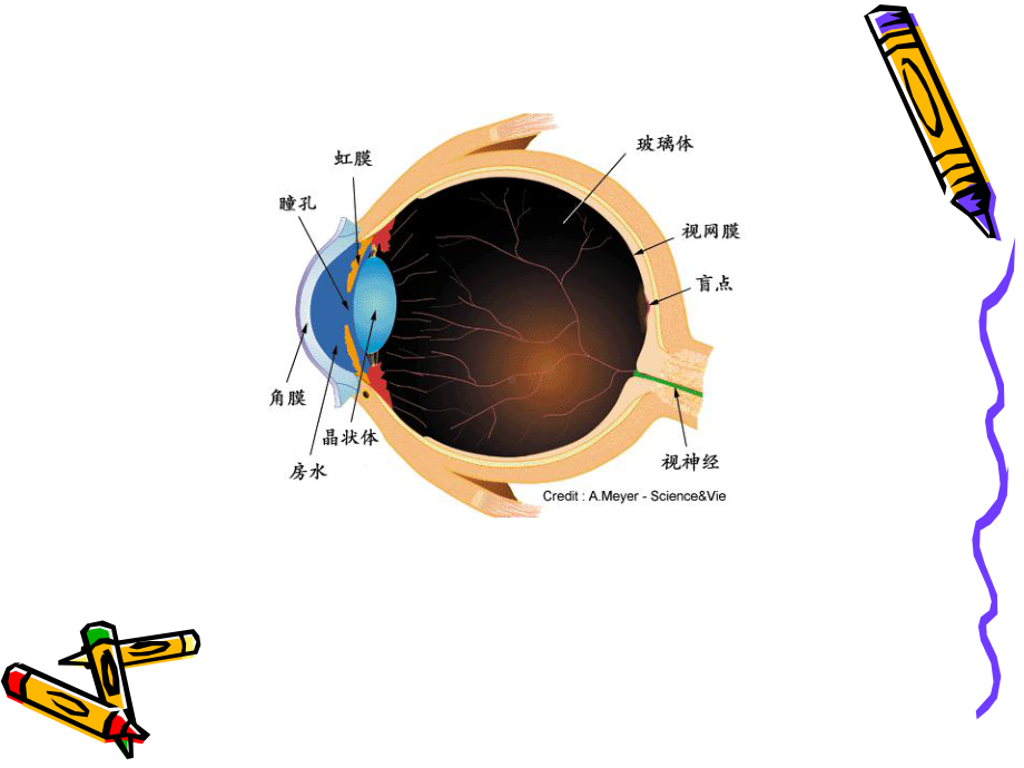 白内障教学课件.ppt_第3页