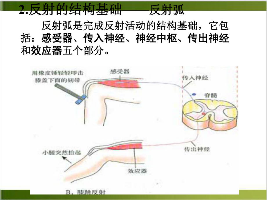 第一节通过神经系统的调节案例课件.ppt_第3页