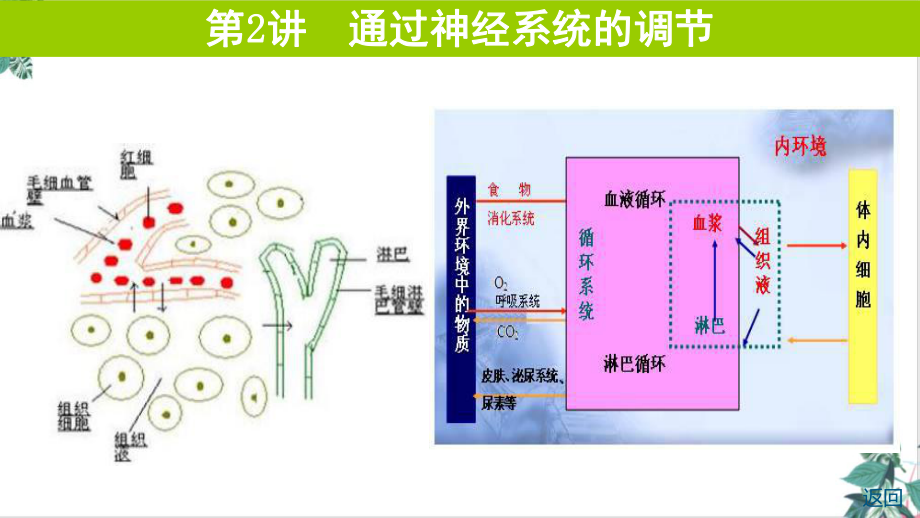 第通过神经系统的调节课件高考生物一轮复习.ppt_第1页