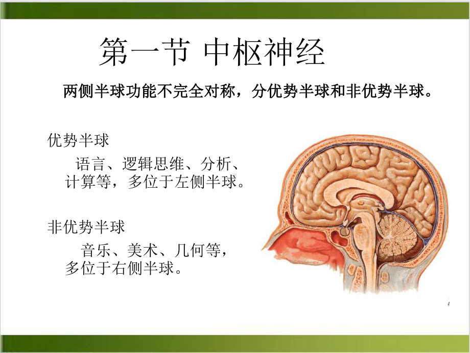 第一节中枢神经系统课件.ppt_第3页