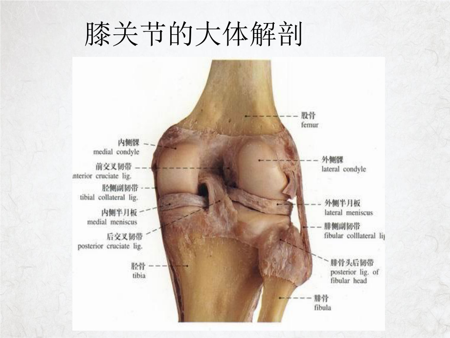 膝关节常见病的诊断与治疗课件整理.ppt_第2页