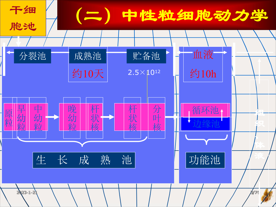 白细胞检查概要课件.pptx_第3页