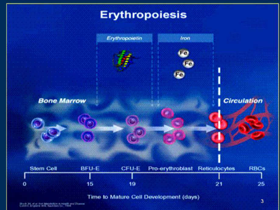 肾性贫血的诊治思路课件.ppt_第3页
