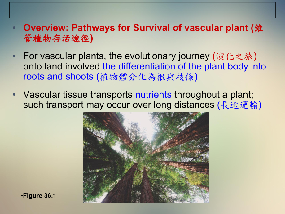 维管植物的运输课件.ppt_第2页