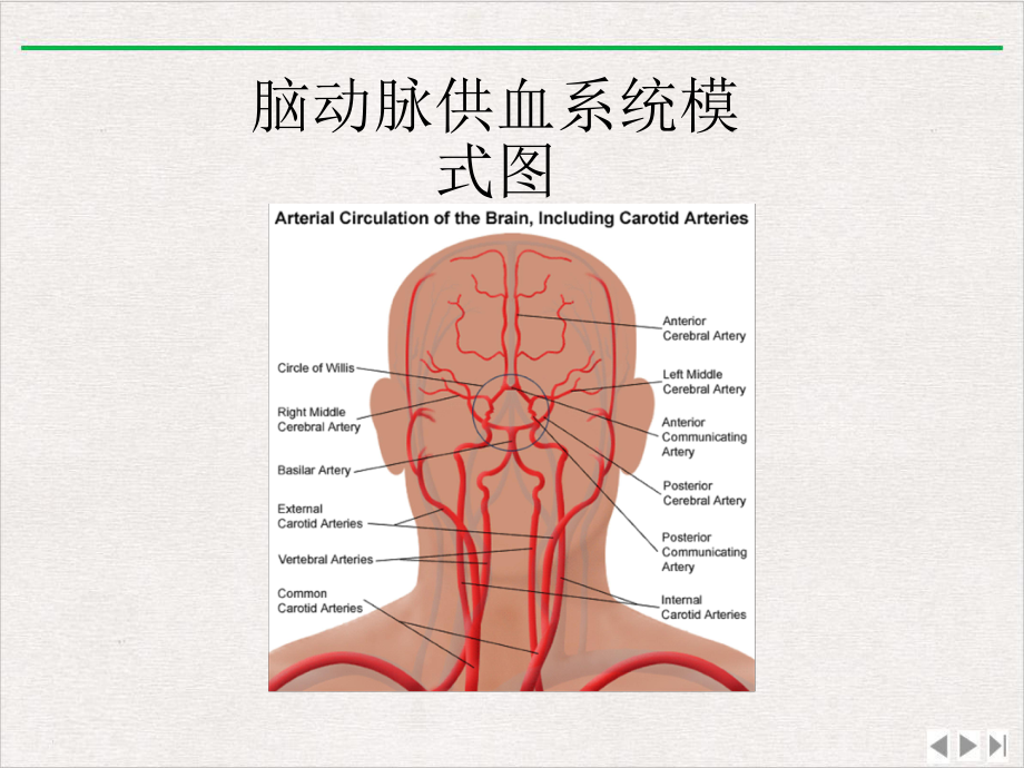 脑梗塞定位诊断新版课件.ppt_第1页