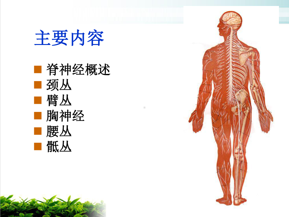 神经系统解剖凌树才神经系统总论脊神经课件.pptx_第1页