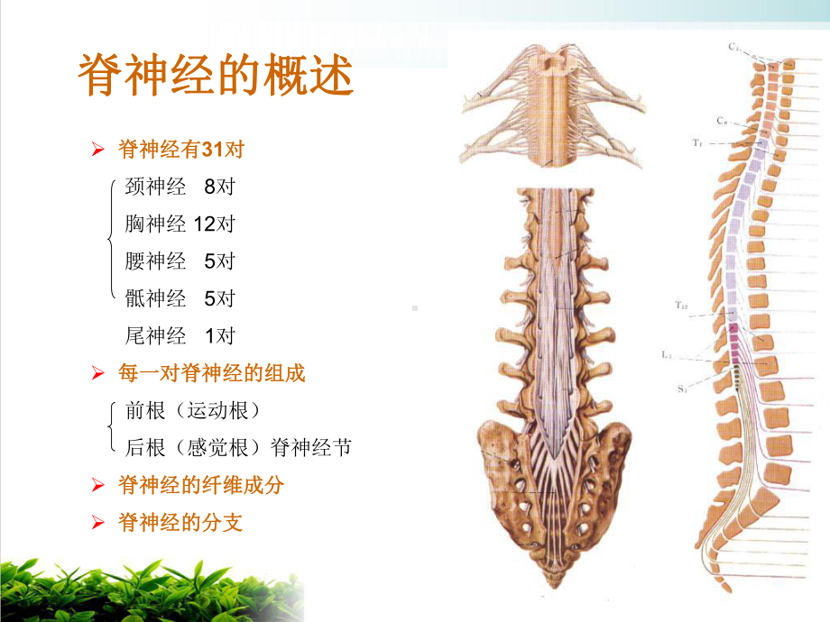 神经系统解剖凌树才神经系统总论脊神经课件.pptx_第2页