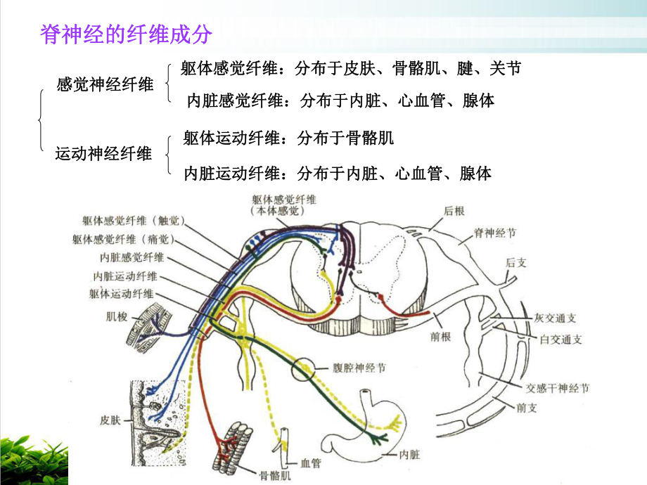 神经系统解剖凌树才神经系统总论脊神经课件.pptx_第3页